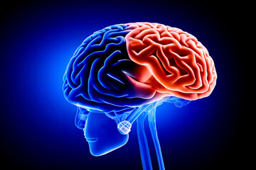 Obraz premium Human brain anatomy