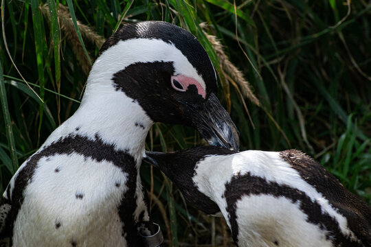 Manchot Bilder Durchsuchen 2,788 Archivfotos, und