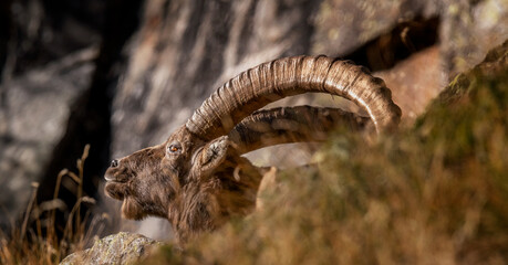 profile view of the head of an adult ibex