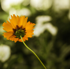Plains Coreopsis . Single bloom . View from behind