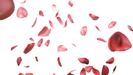 Falling pink rose petals isolated on a white background. Flying petals. 