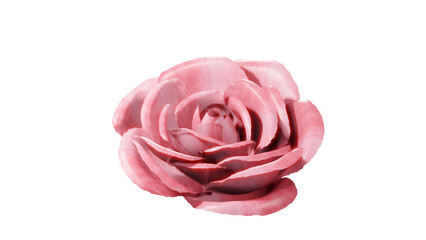 Falling pink rose petals isolated on a white background. Flying petals. 