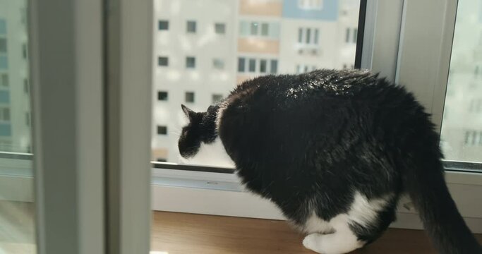 Cat on windowsill in open window of apartment building. Cat jumps out of window. Danger for domestic animal pet in apartment in big city concept. Curious, cute cat on room windowsill. Kitty at home
