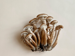 Creative composition of honey mushrooms on a pastel beige background. Minimalistic style. Flat lay