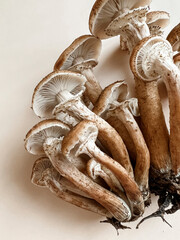 Mushrooms of honey mushrooms with white caps lie on a beige background. The texture of mushrooms. Bed autumn still life. Vertical photo