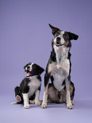 funny puppy and adult dog plays on purple background. Border collie dog with funny muzzle, emotion
