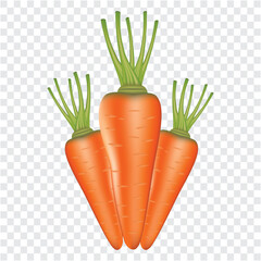 Realistic carrot vector illustration