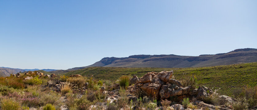 Panorama with blue sly, green grases and some mountains in the background, taken in the Cederberg Mountains