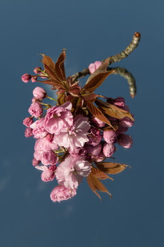 pink flower blossom of japanese sakura, cherry tree branch on mirror with blue sky
