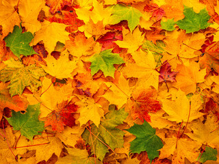 Naklejka na ściany i meble beautiful autumn background of a fallen leaves