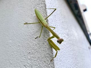 【虫界のハンター】カマキリ