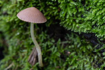 Nahaufnahme eines Pilzes im Wald