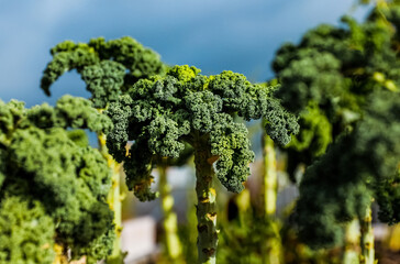 Fresh green vibrant broccoli. Broccoli on the garden bed planted in the soil and not picked up yet....