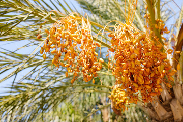 Dates on a palm tree. Closeup of colourful dates clusters