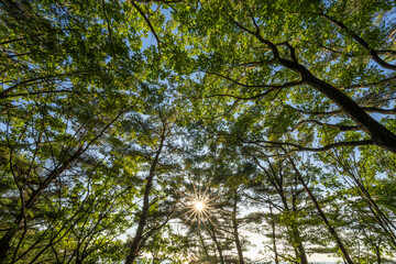 숲속 사이로 비치는 햇살