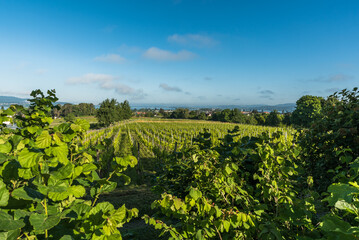 Fototapeta na wymiar Grapevines on Reichenau Island, panoramic view from the Hochwart lookout over the island, Baden-Wuerttemberg, Germany