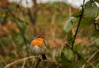 Robin redbreast sitting on a thorny stem