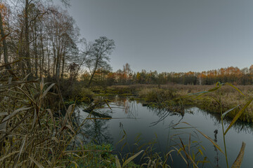 Fall colors by the Grabia River, lit by the setting sun, Poland.