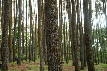 atmosphere in the pine forest