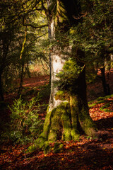 autumn forest in the morning