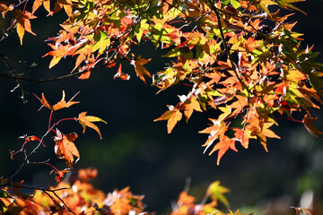 紅葉と午後の光