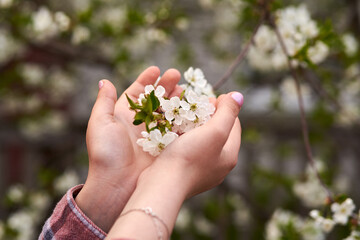 Photo of a girl holding with two hands a cherry blossom branch