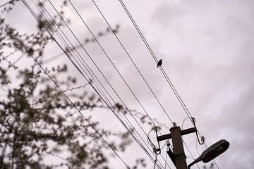 Photo of a lone crow sitting on electric wires against a cloudy sky