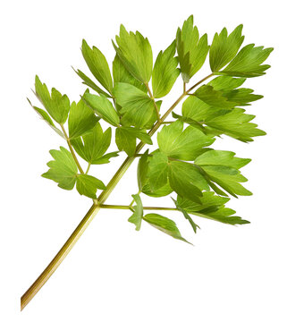Lovage with transparent background