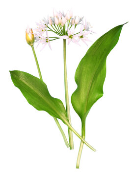 Wild garlic plant, transparency background