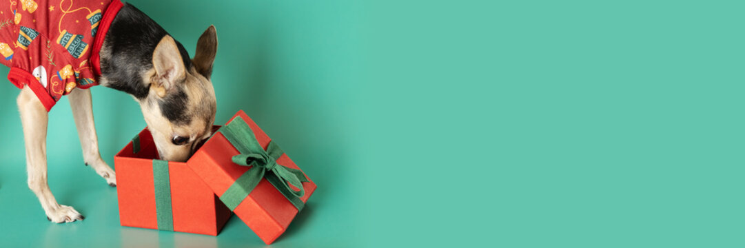 Dog In Christmas Clothes Looking For A Christmas Present In A Box, Banner, Green Background