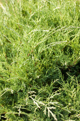 Evergreens. Background of green thuja. Background of green plants.