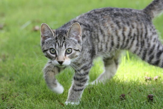 A Lovely Tabby Kitten Concentrating