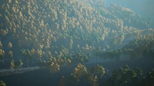 Yellow and green trees in autumn forest