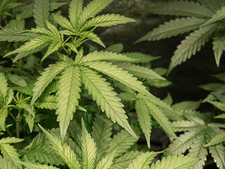 Fototapeta na wymiar Indoor medical marijuana. Growing organic cannabis plants herb on the farm