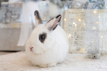 White rabbit with a gift under the tree as a symbol of the new year 2023.