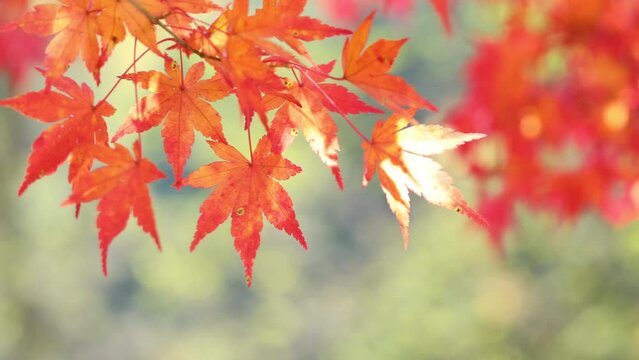 風にそよぐ色鮮やかなカエデの紅葉のクローズアップ