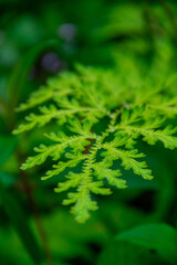 Texture background of the leaves of the green Serangella Kraussiana plant growing in the forest