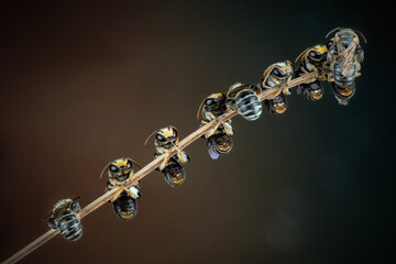 chain sleeping bees