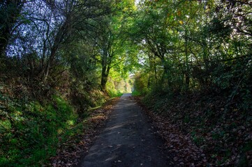 Beautiful hiking path near Darmstadt Germany close to Ludwigsturm. A Path through jungle covered by trees and grass in fall.