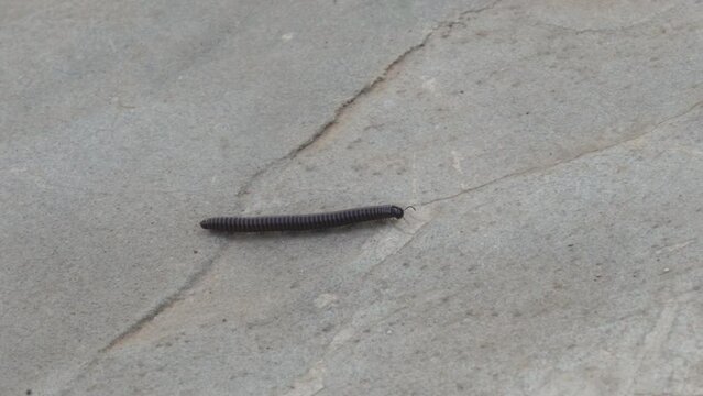 A black millipede crawls on the concrete floor