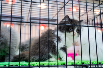 Persian kitten portrait in a cage