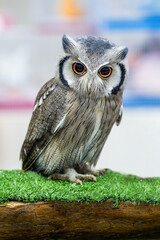 White Faced Scops Owl. Cute Animal. Ptilopsis Leucotis. face owl. Northern White-faced Owl. Bird with beautiful eyes.