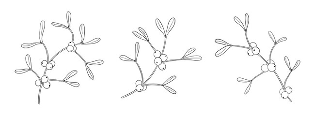 Hand-drawn mistletoe branches with berries