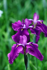 凛として優雅に咲く