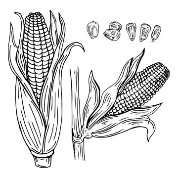 hand drawn set of farm vegetables. Isolated corn cobs. Engraved art. Organic sketched vegetarian objects. Use for restaurant, menu, grocery, market, store, party, meal