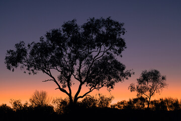Fototapeta na wymiar Nightfall over the bush with a tree in the foreground