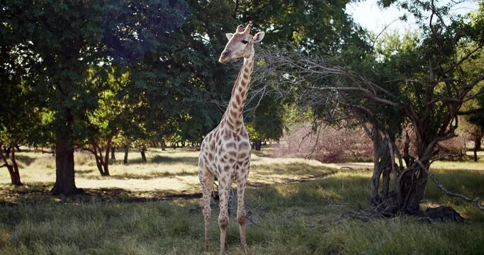 Beautiful Tall Spotted Giraffe Surrounded With Trees, Standing In Green Nature