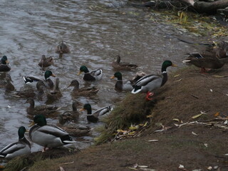 Fototapeta premium Ducks and drakes on the shore and in the water