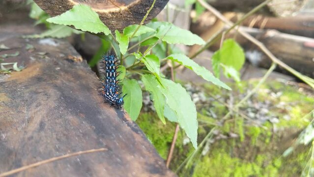 The larvae are black, with two rows of dorsal white spots. Head with a pair of branched spines