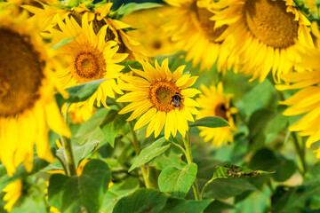 Bee on a sunflower - selective focus